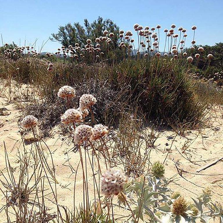 B&B La Tasgia Aggius ภายนอก รูปภาพ